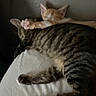 animal, bed, cat, closeup, companion, cozy, cute, dark_background, feline, fur, indoor, orange_cat, paw, pet, relaxed, resting, sleeping, snuggling, striped_cat, two_cats