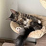 animal, cat, claws, cozy, cute, feline, fluffy_tail, fur, hammock, house, indoor, paw, pet, relaxed, resting, sleepy, soft, tabby, texture, whiskers