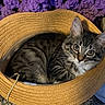 cat, kitten, tabby, hat, straw_hat, purple_blanket, carpet, pet, animal, cute, cozy, indoor, feline, fur, whiskers, curious, resting, closeup, texture, soft