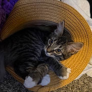 Mocha joined the competition — help win amazing prizes! cat, kitten, tabby, white_paws, hat, woven_hat, curious, indoor, cozy, carpet, blanket, purple_blanket, white_garment, pet, animal, cute, feline, resting, looking_up, domestic