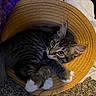 cat, kitten, tabby, white_paws, hat, woven_hat, curious, indoor, cozy, carpet, blanket, purple_blanket, white_garment, pet, animal, cute, feline, resting, looking_up, domestic