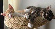 Mocha joined the competition — help win amazing prizes! cat, cat_tree, cats, cozy, domestic_animal, ears, feline, floor, furniture, indoor, neutral_wall, orange_cat, paw, pet, relaxed, resting, sleepy, soft_light, tabby_cat, whiskers