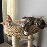 cat, cat_tree, cats, cozy, domestic_animal, ears, feline, floor, furniture, indoor, neutral_wall, orange_cat, paw, pet, relaxed, resting, sleepy, soft_light, tabby_cat, whiskers