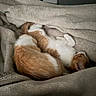 animal, blanket, cat, cats, comfort, cozy, cute, feline, fur, indoor, nap, orange_cat, pet, relaxed, resting, sleeping, soft, two_cats, warm, white_cat