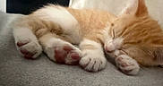 Clementine is registered to the contest to win money with this photo: animal, cat, close_up, cozy, cute, domestic_animal, feline, fur, indoor, kitten, orange_fur, paw_pads, peaceful, pet, resting, sleeping, small, soft_texture, white_fur, young