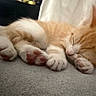 animal, cat, close_up, cozy, cute, domestic_animal, feline, fur, indoor, kitten, orange_fur, paw_pads, peaceful, pet, resting, sleeping, small, soft_texture, white_fur, young