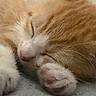 Clementine is registered to the contest to win money with this photo: adorable, animal, cat, close_up, cozy, cute, domestic_animal, feline, fur, kitten, nap, orange_cat, paw, pet, resting, sleeping, soft, whiskers, white_paw, young_cat