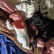 Paxton is registered to the contest to win money with this photo: animal, baby, bed, black_dog, blanket, child, comfort, cozy, cute, dog, fabric, indoor, infant, napping, newborn, pet, resting, sleeping, soft_lighting, together