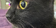 Poompie is registered to the contest to win money with this photo: cat, black_cat, close_up, whiskers, yellow_eyes, indoor, pet, animal, feline, fur, face, profile, curious, domestic_cat, portrait, mammal, looking, soft_light, focused, alert
