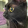 cat, black_cat, close_up, whiskers, yellow_eyes, indoor, pet, animal, feline, fur, face, profile, curious, domestic_cat, portrait, mammal, looking, soft_light, focused, alert