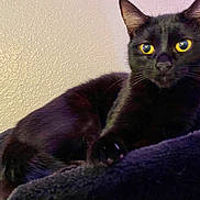 Poompie joined the competition — help win amazing prizes! black_cat, cat, pet, animal, yellow_eyes, feline, indoor, resting, plush_blanket, cozy, soft_lighting, texture, close_up, portrait, whiskers, ears, paw, fur, domestic_cat, relaxed