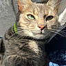 Amaris participe au concours pour gagner de l'argent avec cette photo : cat, tabby_cat, green_eyes, whiskers, fur, close_up, relaxed, sunlight, indoor, blanket, soft_texture, pet, animal, collar, sleepy, cute, feline, portrait, cozy, resting