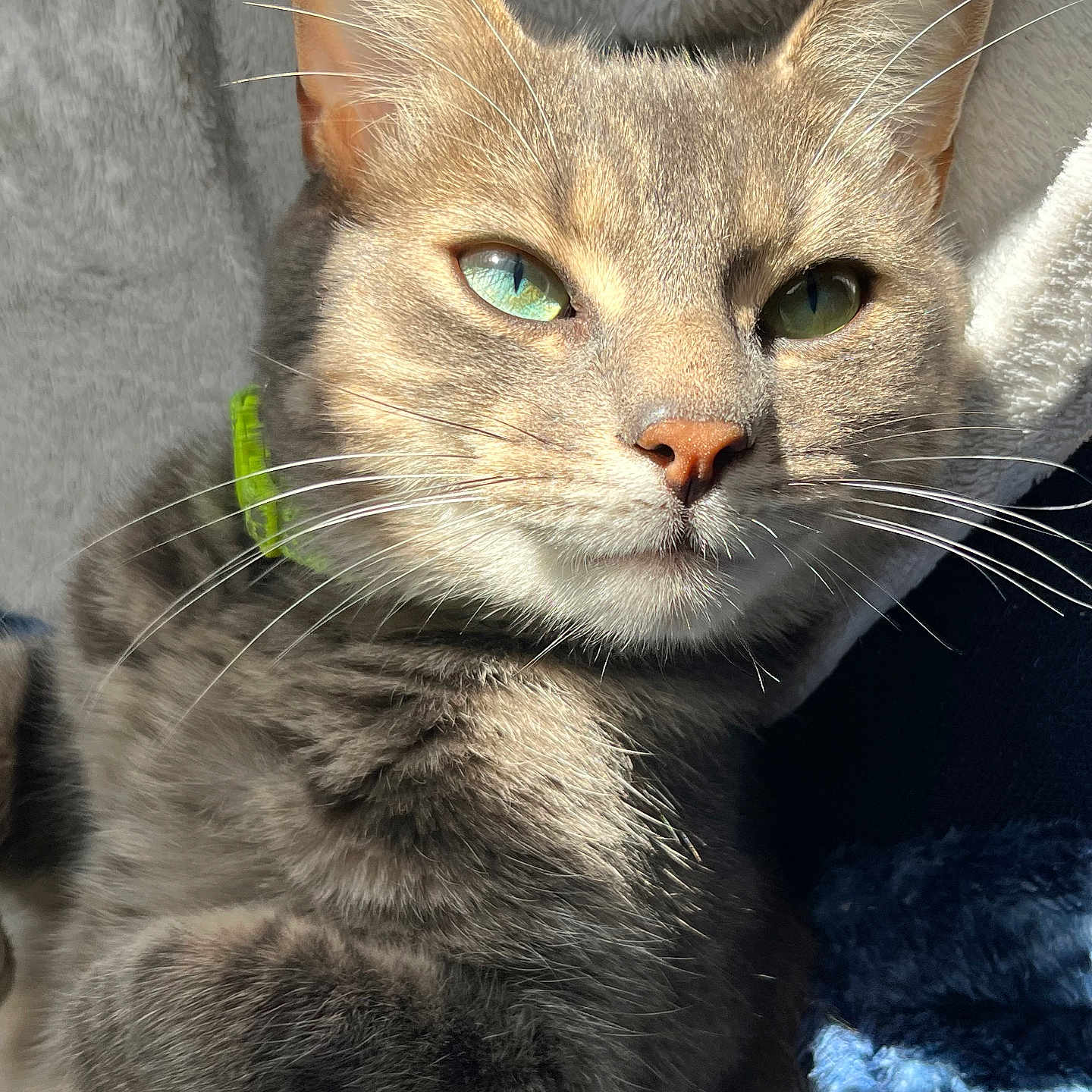 Amaris participe au concours pour gagner de l'argent avec cette photo : cat, tabby_cat, green_eyes, whiskers, fur, close_up, relaxed, sunlight, indoor, blanket, soft_texture, pet, animal, collar, sleepy, cute, feline, portrait, cozy, resting