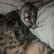 Amaris participe au concours pour gagner de l'argent avec cette photo : cat, tabby, sleeping, bed, blanket, fur, paw, cozy, indoor, pet, relaxed, whiskers, ears, cute, animal, resting, domestic_cat, feline, soft, nap