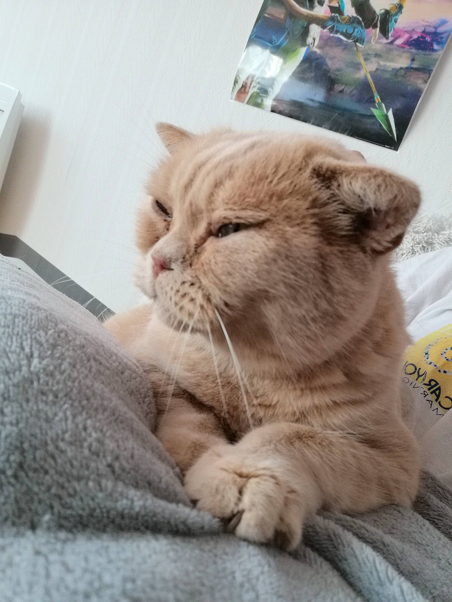 Nrj participe au concours pour gagner de l'argent avec cette photo : carnivore, cat, claw, comfort, domestic_short_haired_cat, fawn, felidae, fur, nap, paw, small_to_medium_sized_cats, snout, tail, terrestrial_animal, whiskers