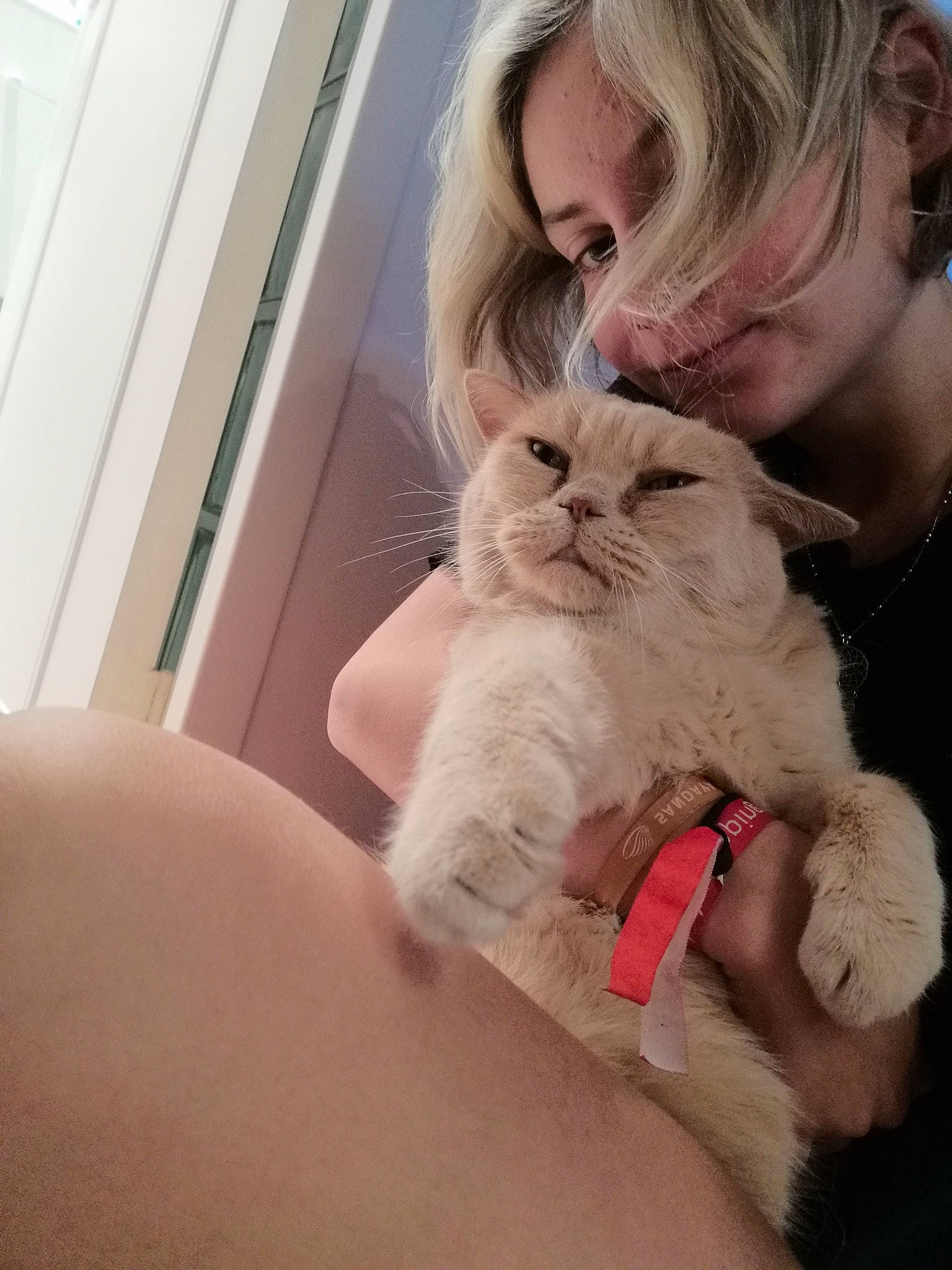 Nrj a rejoint le concours — aidez-le/la à gagner de superbes lots ! abdomen, blond, brown_hair, carnivore, cat, chest, comfort, companion_dog, ear, fawn, felidae, fur, gesture, lap, nail, sitting, skin, small_to_medium_sized_cats, whiskers