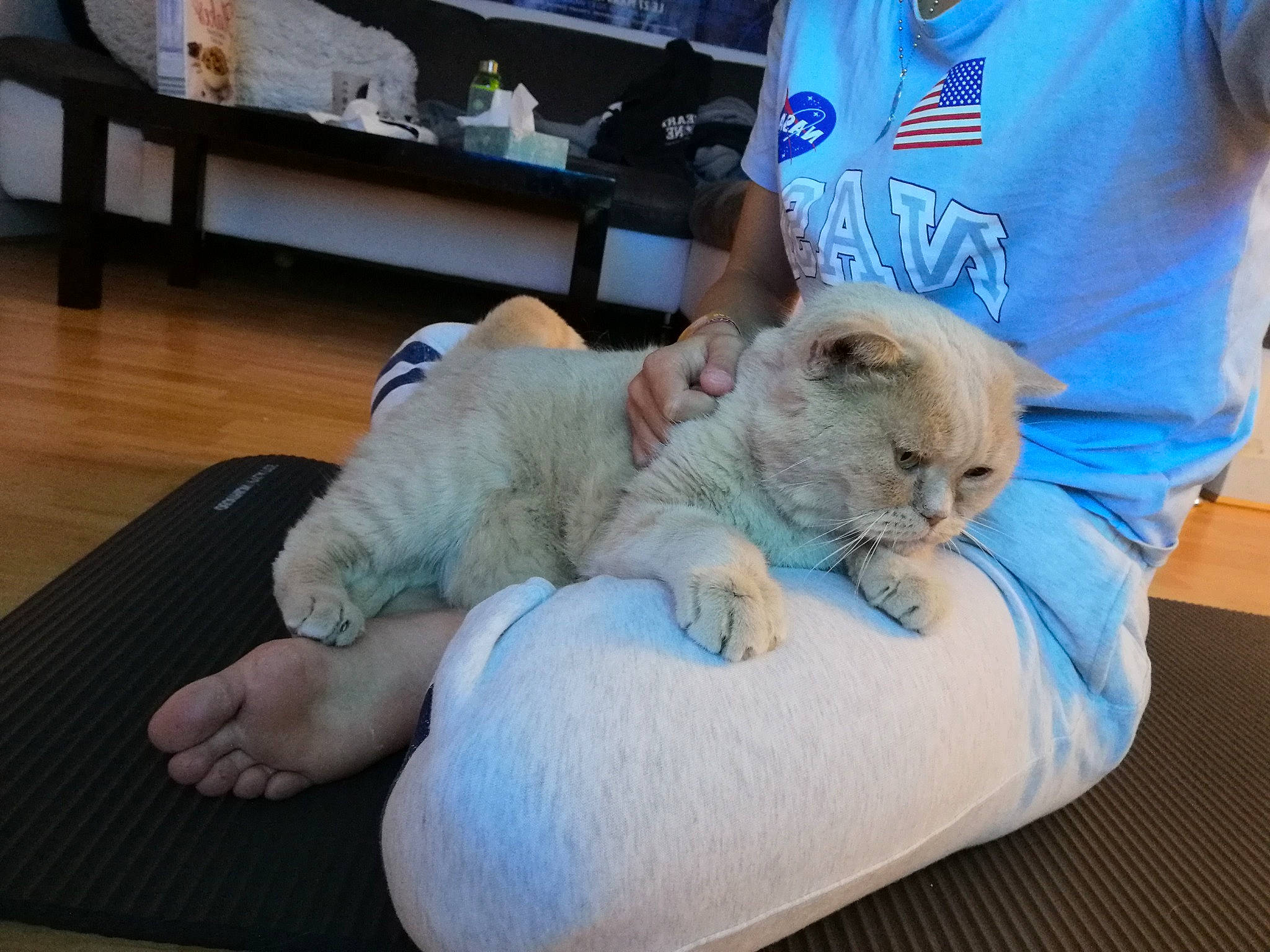 Nrj a rejoint le concours — aidez-le/la à gagner de superbes lots ! abdomen, carnivore, cat, comfort, companion_dog, domestic_short_haired_cat, elbow, fawn, felidae, fur, health_care, hospital, linens, medical_procedure, patient, service, small_to_medium_sized_cats, tattoo_artist, veterinarian, whiskers