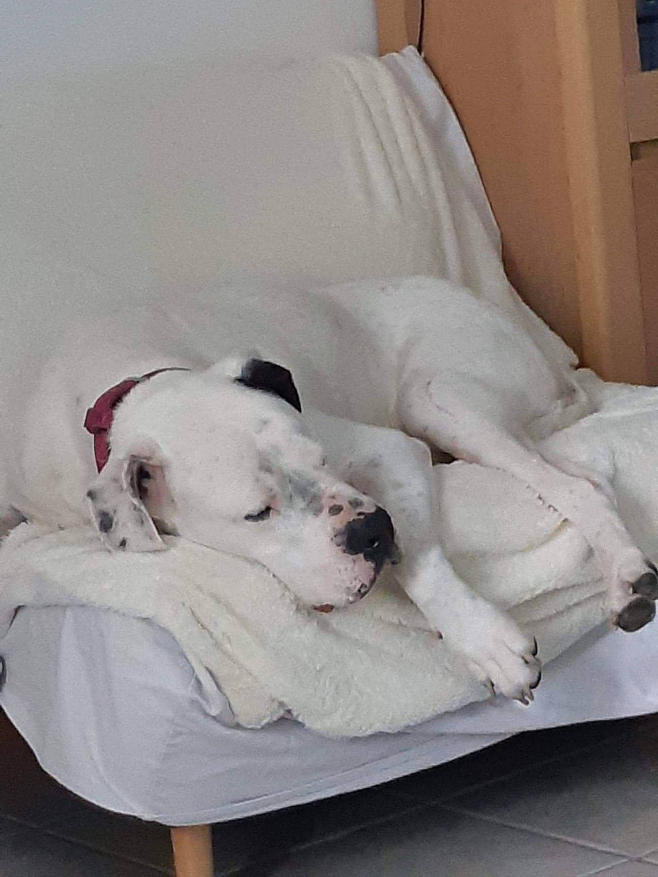 Harizona participe au concours pour gagner de l'argent avec cette photo : ball, bedding, canidae, carnivore, comfort, companion_dog, couch, dog, dog_breed, dog_supply, fawn, flooring, fur, linens, paw, puppy_love, sporting_group, studio_couch, toy_dog, working_animal