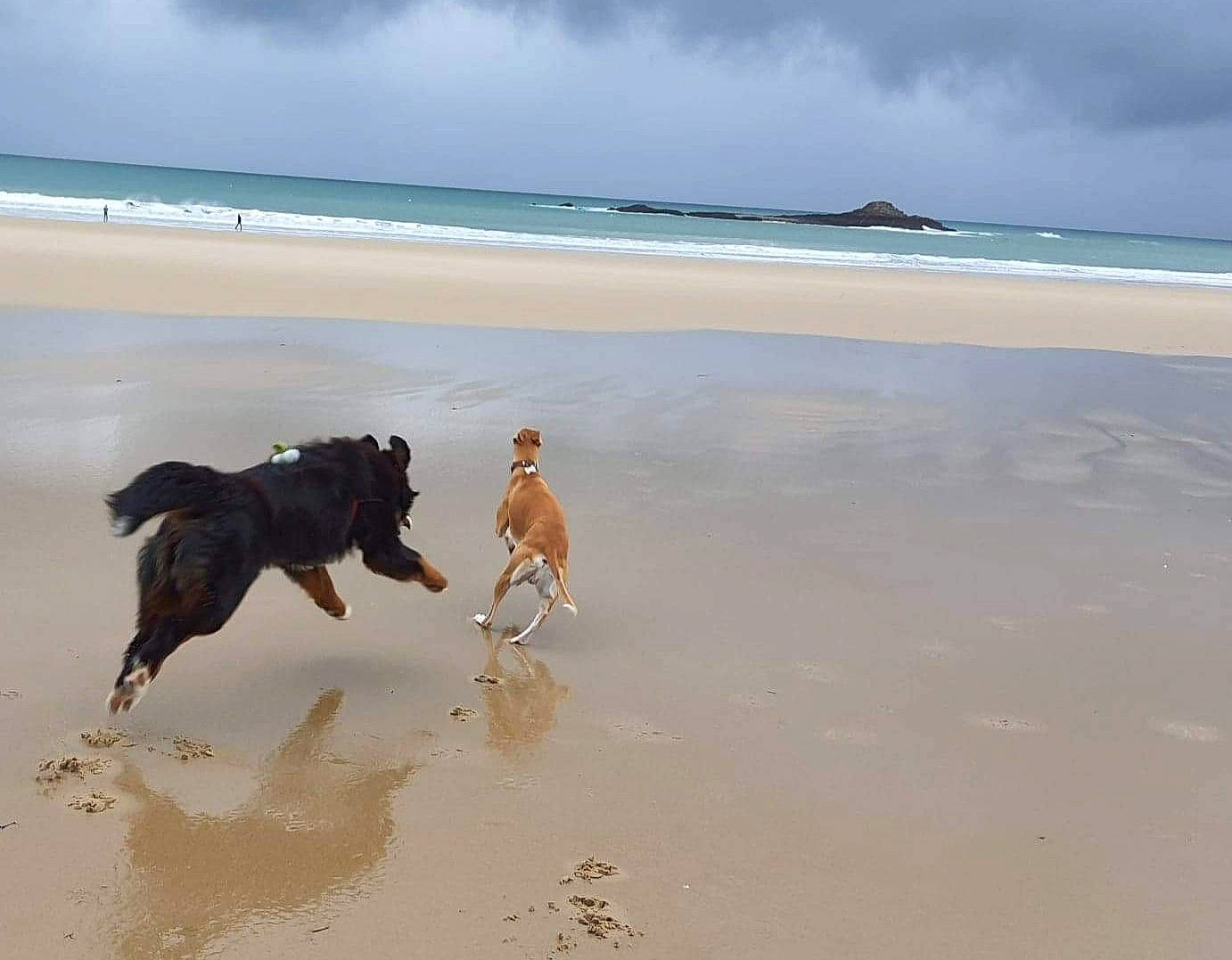 Nestor participe au concours pour gagner de l'argent avec cette photo : beach, carnivore, cloud, coast, coastal_and_oceanic_landforms, dog, dog_breed, fawn, fun, horizon, ocean, people_on_beach, sand, shore, sky, sporting_group, water, wave, wind_wave, working_animal
