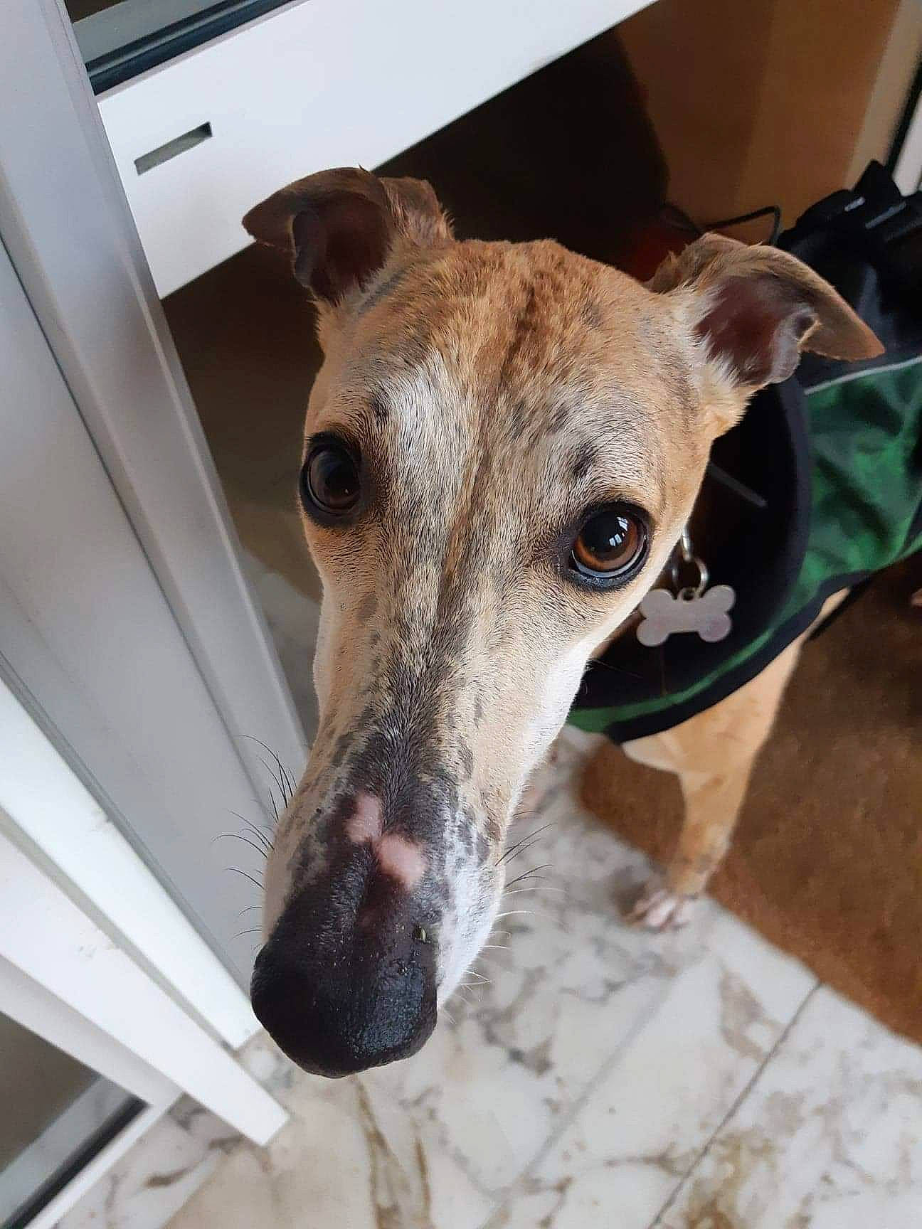 Nestor participe au concours pour gagner de l'argent avec cette photo : canidae, carnivore, collar, companion_dog, dog, dog_breed, dog_collar, fawn, hortaya_borzaya, magyar_agar, metal, mudhol_hound, polish_greyhound, rampur_greyhound, sighthound, snout, sporting_group, terrestrial_animal, whiskers, working_animal