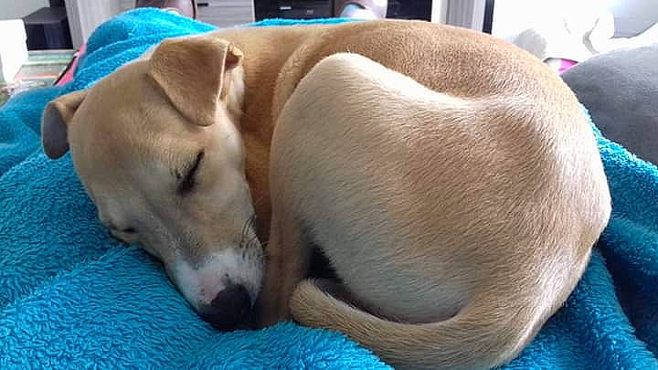 Nestor a rejoint le concours — aidez-le/la à gagner de superbes lots ! blue, canidae, carnivore, comfort, companion_dog, dog, dog_breed, dog_supply, fawn, nap, non_sporting_group, pet_supply, sleep, sporting_group, tail, terrestrial_animal, whiskers, working_animal