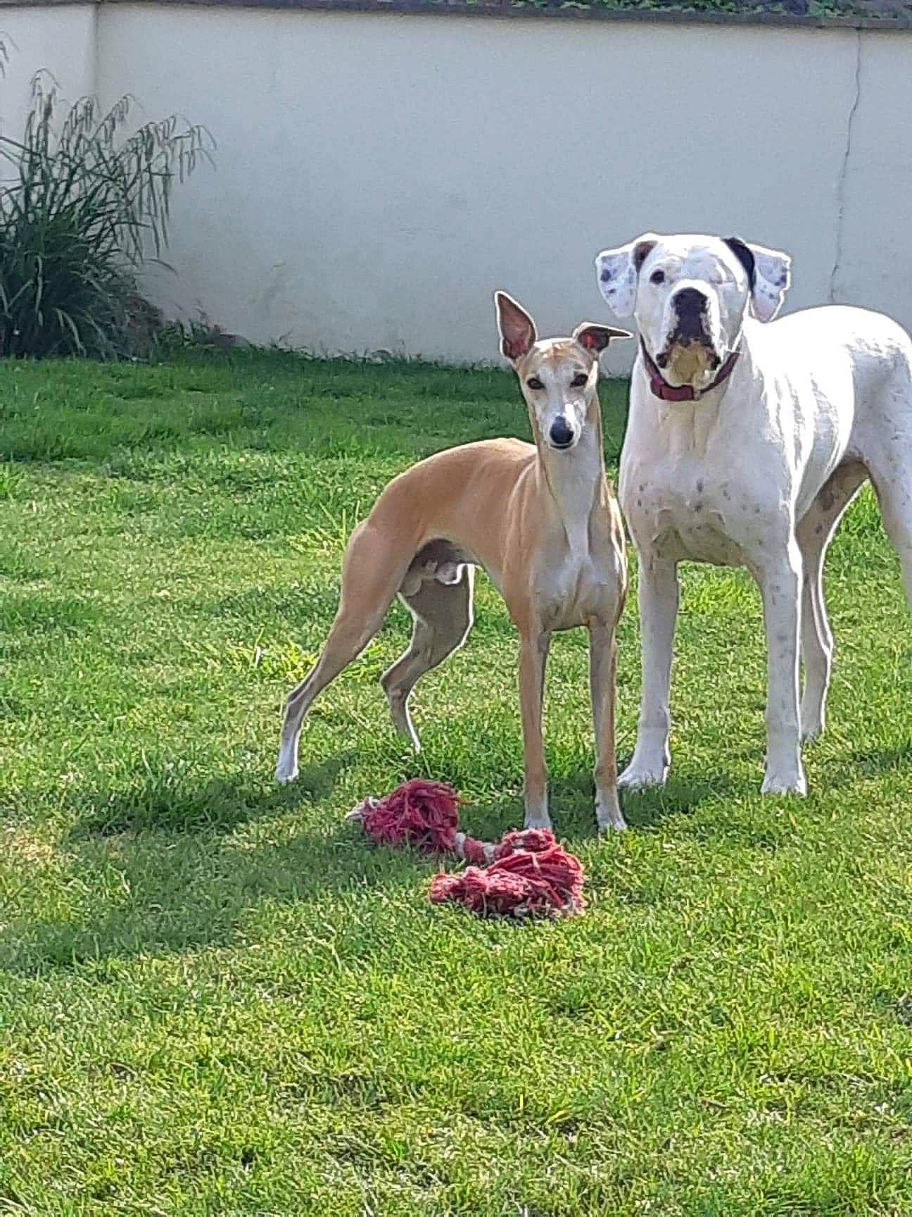 Nestor a rejoint le concours — aidez-le/la à gagner de superbes lots ! carnivore, collar, companion_dog, dog, dog_breed, dog_collar, dog_sports, dog_supply, fawn, grass, magyar_agar, metal, plant, rampur_greyhound, sighthound, snout, sporting_group, tail, water, working_animal