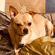 Rascal is registered to the contest to win money with this photo: animal, bed, blanket, collar, comfort, cozy, cute, dog, ears, face, fur, home, indoor, looking, pet, pillow, relaxed, resting, small_dog, tan_dog