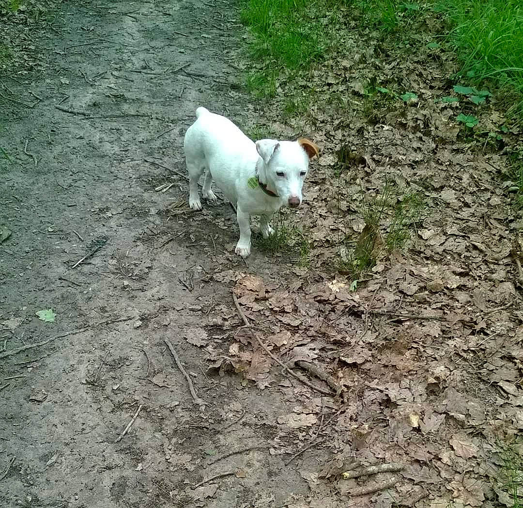 Caramel participe au concours pour gagner de l'argent avec cette photo : canidae, carnivore, companion_dog, dog, dog_breed, dogo_guatemalteco, fawn, grass, jack_russell_terrier, mammal, non_sporting_group, sporting_group, tail, terrier