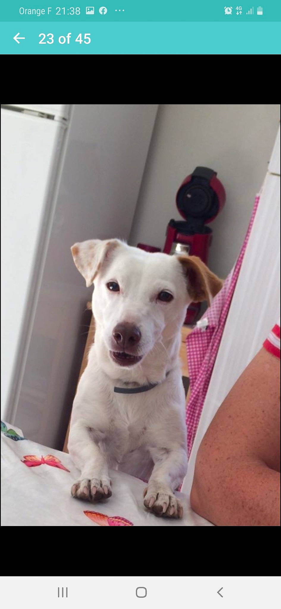 Caramel a rejoint le concours — aidez-le/la à gagner de superbes lots ! canidae, carnivore, companion_dog, dog, dog_breed, ear, fawn, jack_russell_terrier, labrador_retriever, mammal, non_sporting_group, nose, pit_bull, puppy, rare_breed_dog, snout, sporting_group, vertebrate