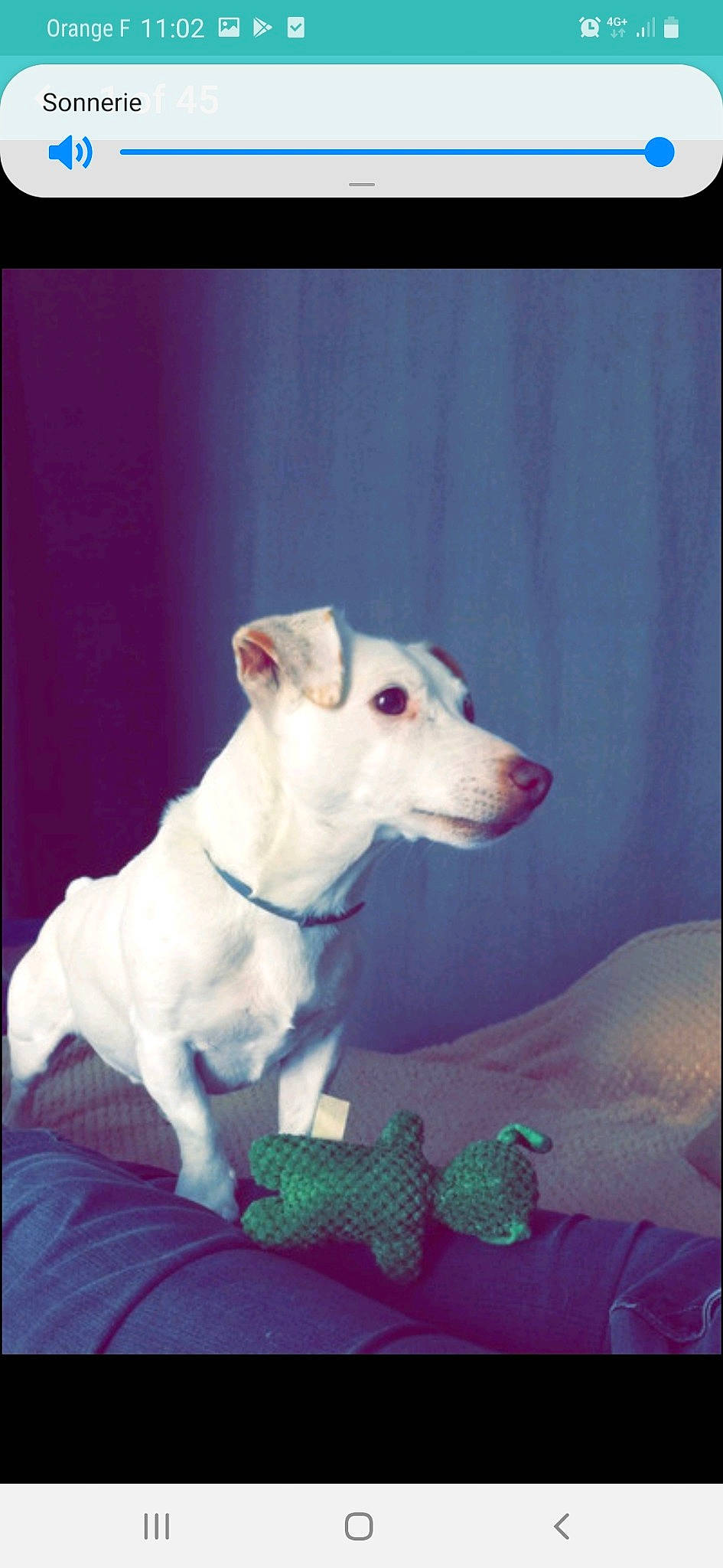 Caramel participe au concours pour gagner de l'argent avec cette photo : canidae, carnivore, companion_dog, dog, dog_breed, jack_russell_terrier, mammal, non_sporting_group, puppy, rare_breed_dog, vertebrate