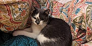 Pepper is registered to the contest to win money with this photo: animal, bed, blanket, cat, colorful, cozy, curled_up, curtain, domestic_animal, fabric, feline, gray_cat, indoor, paisley_pattern, pet, resting, sleepy, soft, white_cat, window