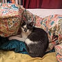 Pepper is registered to the contest to win money with this photo: cat, gray_cat, white_cat, pet, indoor, bed, blanket, paisley_pattern, curled_up, resting, feline, cozy, sleepy, window, curtain, fabric, colorful, soft, domestic_animal, animal