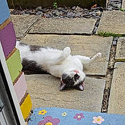 Pepper is registered to the contest to win money with this photo: cat, animal, outdoor, stone_tiles, painted_step, flowers, relaxed, lying_down, white_fur, gray_fur, paws_up, garden, nature, colorful, daylight, pet, cute, resting, summer, fun