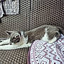 Pepper joined the competition — help win amazing prizes! cat, stretching, woven_surface, blanket, patterned_blanket, gray_and_white_cat, towel, scissors, relaxing, indoor, pet, animal, feline, resting, cozy, fur, whiskers, tail, paws, household_items
