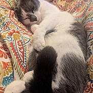 Pepper is registered to the contest to win money with this photo: animal, blanket, cat, comfort, cozy, curled_up, cute, fur, gray, indoor, napping, paisley, patterned, pet, relaxed, resting, sleeping, soft, warm, white