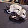 Pepper