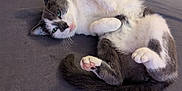 Pepper joined the competition — help win amazing prizes! cat, gray_and_white, lying_down, relaxed, indoor, bed, fur, whiskers, pet, cozy, paw, tail, sleepy, domestic_animal, feline, close_up, resting, cute, animal, soft_surface