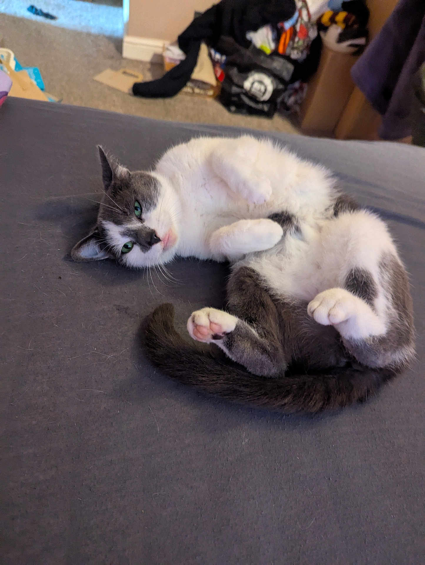 Pepper joined the competition — help win amazing prizes! cat, gray_and_white, lying_down, relaxed, indoor, bed, fur, whiskers, pet, cozy, paw, tail, sleepy, domestic_animal, feline, close_up, resting, cute, animal, soft_surface