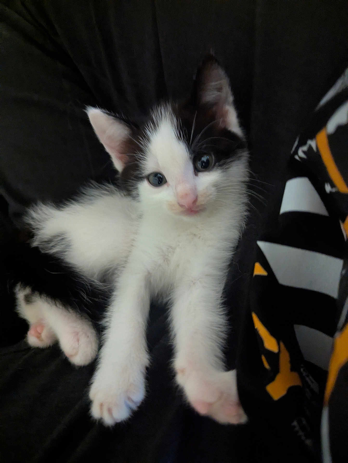 Dave The Great is registered to the contest to win money with this photo: adorable, animal, black_and_white, cat, closeup, cute, domestic, feline, fur, indoor, kitten, mammal, paws, pet, relaxing, sleepy, small, soft, whiskers, young