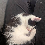 Dave The Great joined the competition — help win amazing prizes! animal, black_and_white, closed_eyes, clothing, cozy, cute, fur, human_leg, indoor, kitten, lap, pet, pink_nose, relaxation, resting, sleeping, small, soft, texture, whiskers