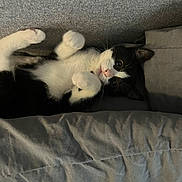 Mia is registered to the contest to win money with this photo: cat, kitten, black_and_white, bed, paws, lying_down, cute, pet, indoor, fur, whiskers, relaxed, cozy, animal, sleeping_area, blanket, face, small, domestic_animal, resting