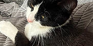 Mia joined the competition — help win amazing prizes! cat, black_and_white_cat, tuxedo_cat, pet, feline, indoor, cozy, cushion, knitted_blanket, gray, texture, relaxed, sleepy, whiskers, fur, closeup, resting, animal, domestic_cat