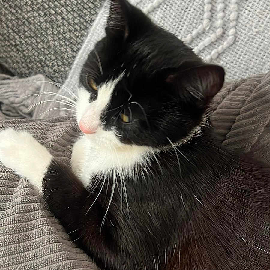 Mia joined the competition — help win amazing prizes! animal, black_and_white_cat, cat, closeup, cozy, cushion, domestic_cat, feline, fur, gray, indoor, knitted_blanket, pet, relaxed, resting, sleepy, texture, tuxedo_cat, whiskers