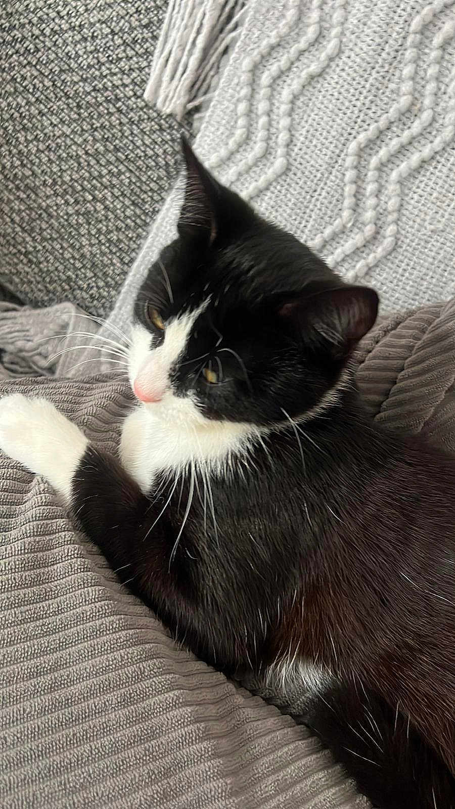 Mia joined the competition — help win amazing prizes! cat, black_and_white_cat, tuxedo_cat, pet, feline, indoor, cozy, cushion, knitted_blanket, gray, texture, relaxed, sleepy, whiskers, fur, closeup, resting, animal, domestic_cat