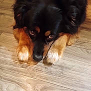 Blitz is registered to the contest to win money with this photo: dog, animal, pet, lying_down, wooden_floor, black_fur, brown_fur, paws, looking_up, indoor, close_up, cute, fur, canine, companion, mammal, resting, expression, adorable, domestic_animal
