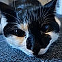 animal, black_and_white, carpet, cat, close_up, curious, domestic_cat, eyes, face, fur, indoor, lying_down, muzzle, nose, pet, portrait, resting, soft_light, texture, whiskers