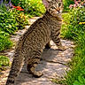 cat, tabby, animal, pet, outdoor, garden, flowers, greenery, pathway, stone_path, sunlight, nature, curious, feline, looking_back, whiskers, tail, ears, mammal, daylight
