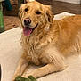 golden_retriever, dog, pet, indoor, toy, plush_toy, carpet, happy, smiling, fur, canine, animal, cute, relaxed, mammal, domestic_animal, playful, friendly, lying_down, tongue_out