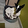 Déméter a rejoint le concours — aidez-le/la à gagner de superbes lots ! dog, pet_bed, floor, wooden_floor, green_wall, indoor, animal, black_and_white, resting, furniture, cozy, ears, curled_up, shadow, home, relaxed, comfort, domestic, mammal, canine