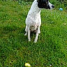 Déméter participe au concours pour gagner de l'argent avec cette photo : dog, grass, outdoor, greenery, animal, pet, nature, easter_egg, golden_egg, curious, sitting, black_and_white, wildflowers, shrubbery, daylight, canine, ears_up, alert, lawn, playful